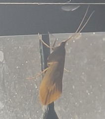 Platycentropus radiatus