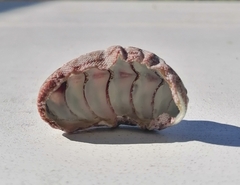 Rhyssoplax polita