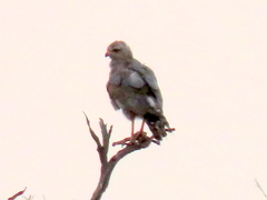 Melierax canorus argentior