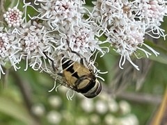 Palpada pusilla