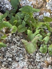Rumex sagittatus