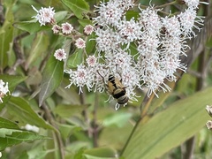 Palpada pusilla