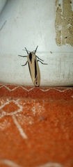 Creatonotos
