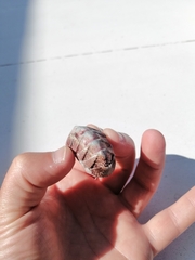 Rhyssoplax polita