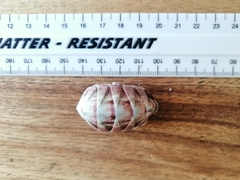Rhyssoplax polita