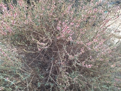 Salsola oppositifolia