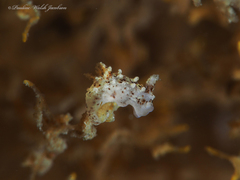 Okenia zoobotryon