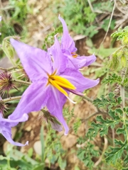 Solanum citrullifolium