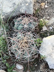 Echinocactus horizonthalonius