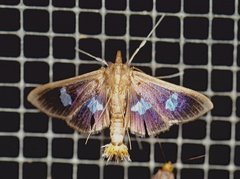 Diaphania exclusalis