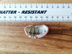 Rhyssoplax polita