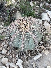 Echinocactus horizonthalonius