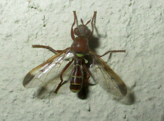 Pyrgotidae
