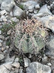 Echinocactus horizonthalonius