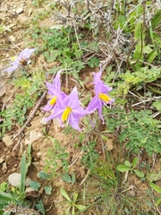 Solanum citrullifolium