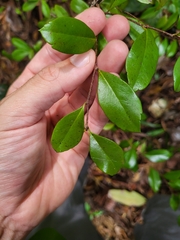 Xylosma buxifolia