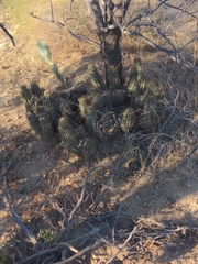 Echinocereus engelmannii