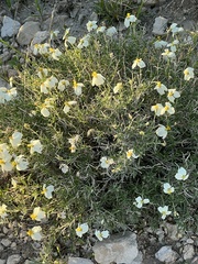 Zinnia acerosa