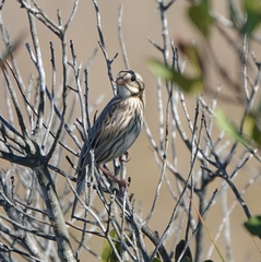 Passerculus sandwichensis princeps