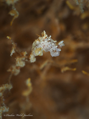 Okenia zoobotryon
