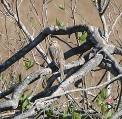 Passerculus sandwichensis princeps