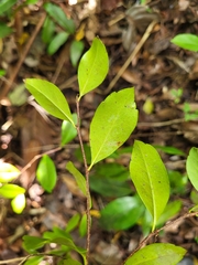 Xylosma buxifolia