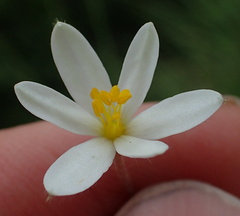 Hypoxis parvula albiflora
