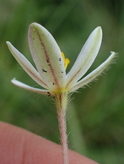 Hypoxis parvula albiflora