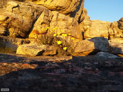 Euryops othonnoides