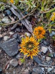 Quinchamalium chilense