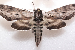 Sphinx poecila