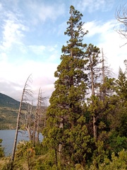Austrocedrus chilensis
