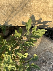 Chamaesaracha sordida