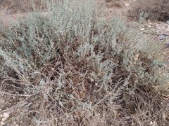 Salsola oppositifolia