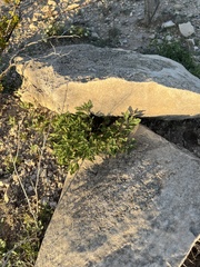 Chamaesaracha sordida