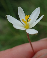 Hypoxis parvula albiflora