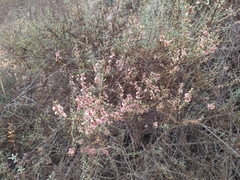 Salsola oppositifolia