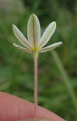 Hypoxis parvula albiflora
