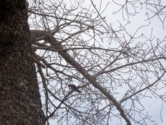 Poicephalus rufiventris