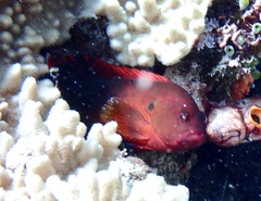 Cephalopholis urodeta