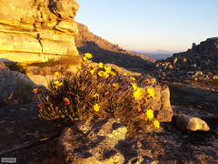 Euryops othonnoides
