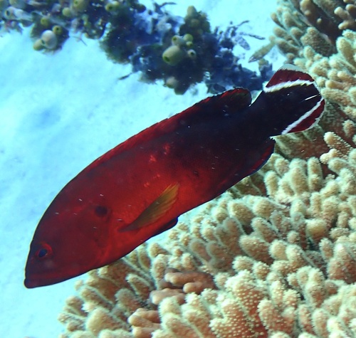Darkfin hind