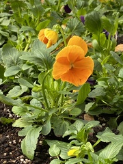 Viola × wittrockiana