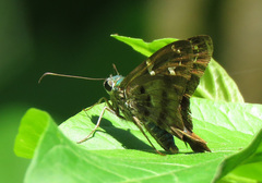 Eudamini