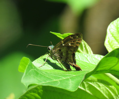 Eudamini