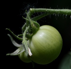 Solanum lycopersicum cerasiforme