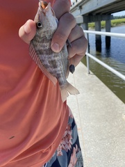 Orthopristis chrysoptera