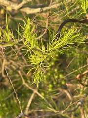 Asparagus angusticladus