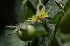 Solanum lycopersicum cerasiforme
