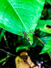 Ropalidia flavobrunnea